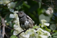 Copsychus saularis