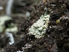 Cladonia incrassata