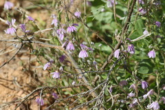 Scaevola parvibarbata