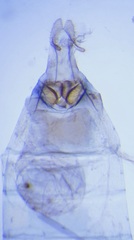 Olethreutes auricapitana
