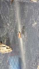 Varneria postremella