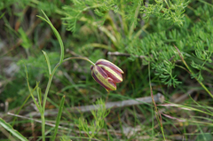Fritillaria messanensis