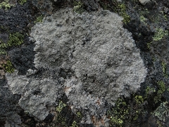 Pertusaria corallina