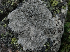 Pertusaria corallina