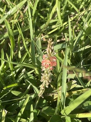 Alysicarpus ovalifolius