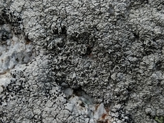 Pertusaria corallina