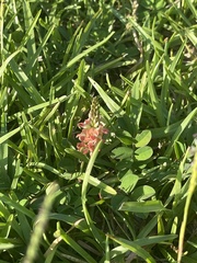 Alysicarpus ovalifolius