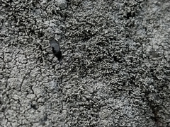 Pertusaria corallina