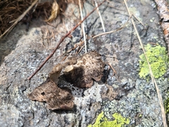 Umbilicaria crustulosa
