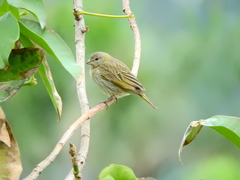 Sicalis flaveola
