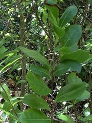 Magnoliopsida