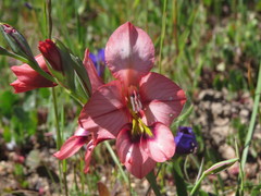 Gladiolus meliusculus