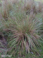 Muhlenbergia macroura