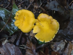 Cantharellus flavolateritius