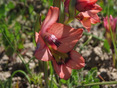 Gladiolus meliusculus