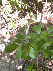 Pithecellobium unguis-cati