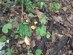 Cantharellus flavolateritius