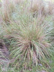 Muhlenbergia macroura