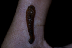 Haemadipsa subagilis