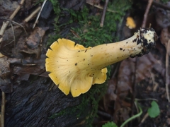 Cantharellus flavolateritius