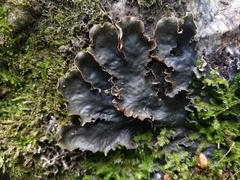Peltigera elisabethae