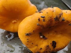 Cantharellus flavolateritius