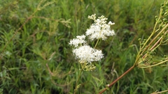 Filipendula ulmaria