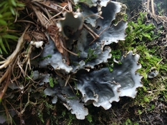 Peltigera elisabethae