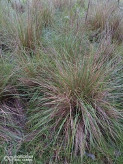 Muhlenbergia macroura