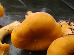 Cantharellus flavolateritius