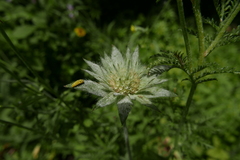 Erysiphe knautiae
