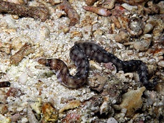 Gymnothorax zonipectis