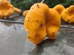 Cantharellus flavolateritius