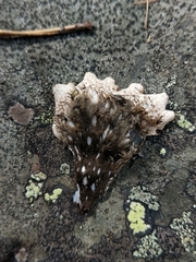 Peltigera elisabethae