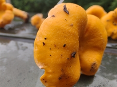 Cantharellus flavolateritius