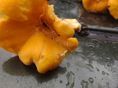 Cantharellus flavolateritius