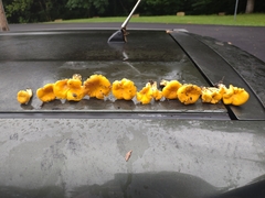 Cantharellus flavolateritius