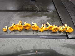 Cantharellus flavolateritius