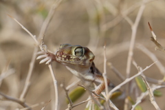 Teratoscincus przewalskii