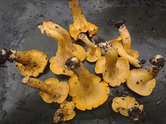 Cantharellus flavolateritius