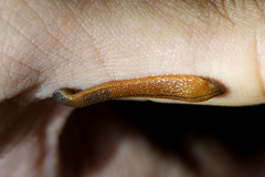 Haemadipsa subagilis