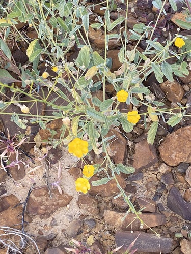 Sida rohlenae observed 2022-07-08