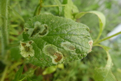 Agromyza abiens