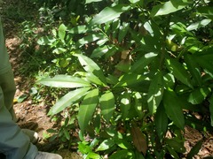 Ardisia quinquegona