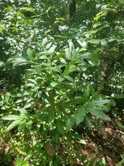 Ardisia quinquegona