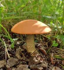 Leccinum