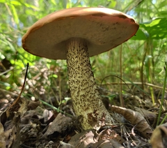 Leccinum
