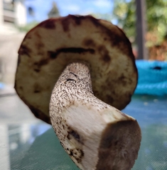 Leccinum