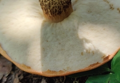 Leccinum