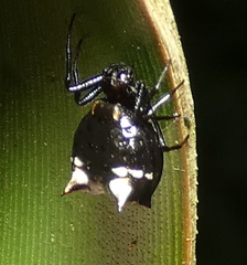 Micrathena patruelis